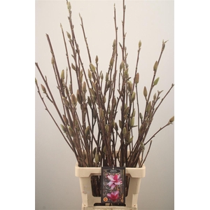 MAGNOLIA STARBURST*