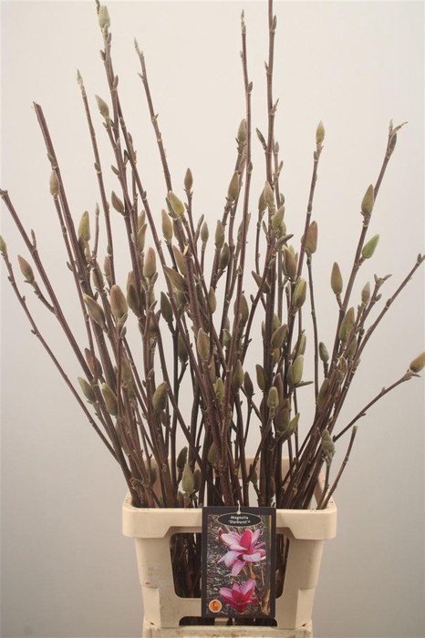 <h4>MAGNOLIA STARBURST*</h4>