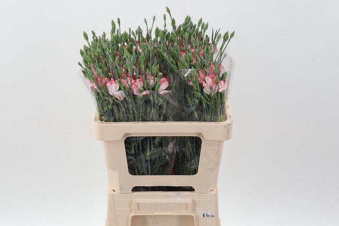 <h4>Di Symply Strike It</h4>