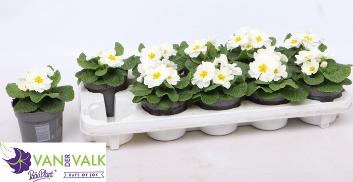 <h4>PRIM AC CAIRO WHITE</h4>