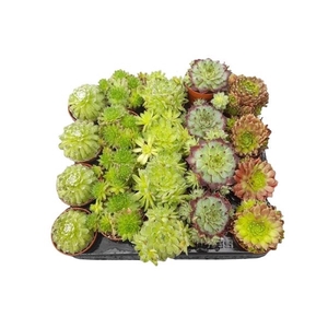 Sempervivum mix 6 cm