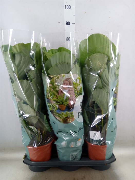 <h4>Calathea orbifolia</h4>