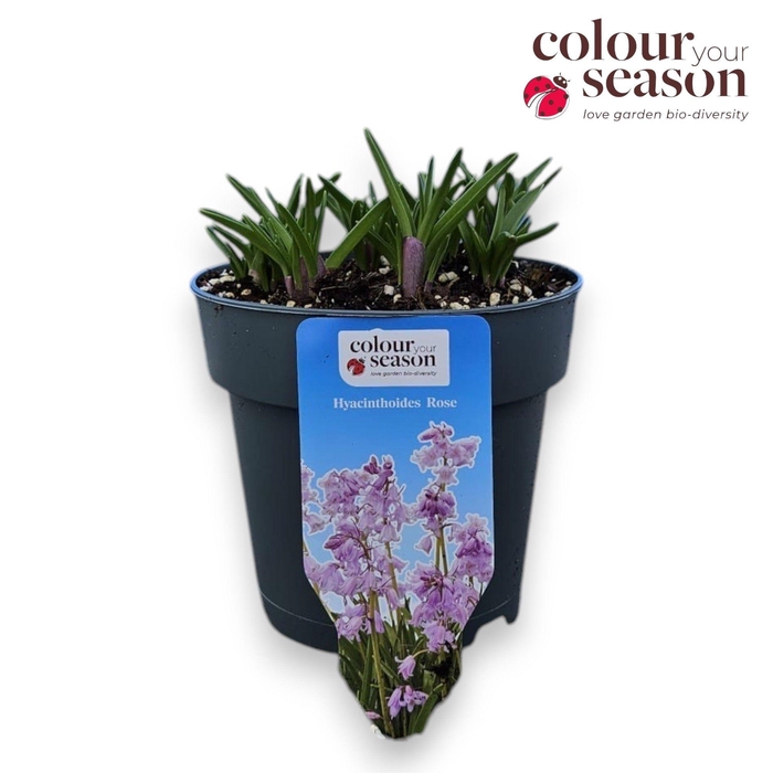 <h4>Hyacinthoides P15 Rose</h4>