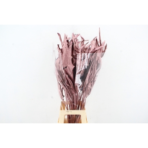 DF Strelitzia Leaf Antiq. Pink