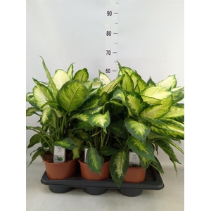 Dieffenbachia  'Camilla'