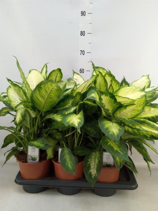 <h4>Dieffenbachia  'Camilla'</h4>