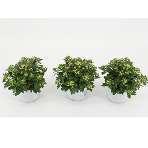 Ajania Pacific White
