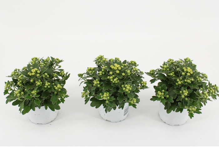 <h4>Ajania Pacific White</h4>