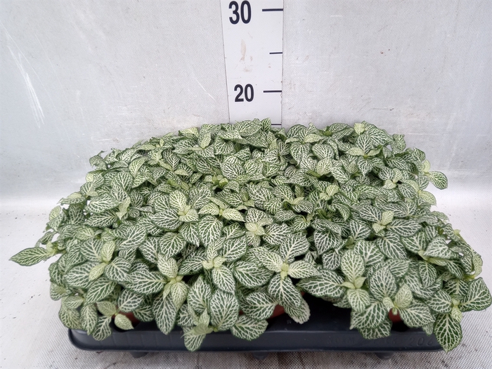 <h4>Fittonia   ...</h4>