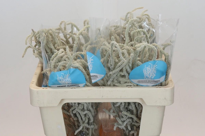 <h4>Amaranthus Yearming Desert</h4>