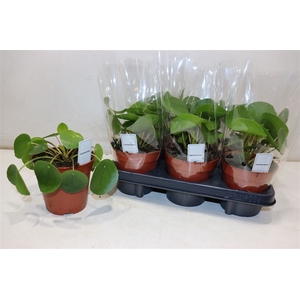Pilea Peperomioides
