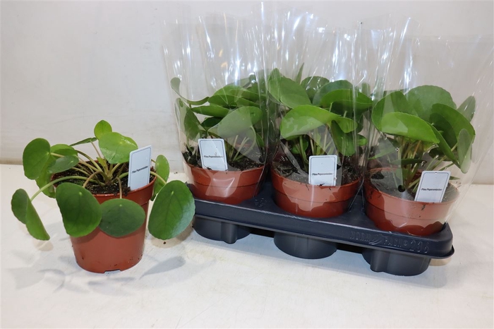 <h4>arr8 Pilea Peperomioides</h4>