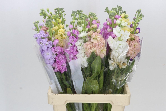 <h4>Matthiola Iron Rainbow Mix</h4>