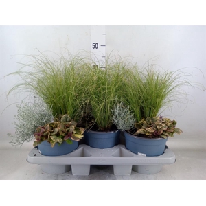 Vaste pltn   ...mix in pot [Perenni