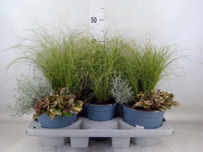 <h4>Vaste pltn   ...mix in pot [Perenni</h4>