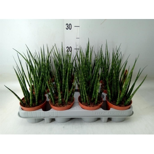 Sansevieria  'Fernwood'