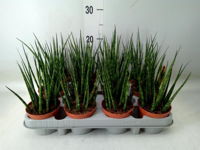 <h4>Sansevieria  'Fernwood'</h4>