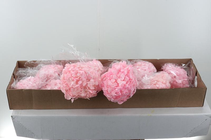 <h4>Hydr Preserved Light Pink Jumbo</h4>