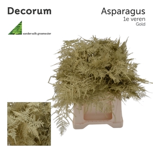 Asp 1e Veren Gold 45cm 566