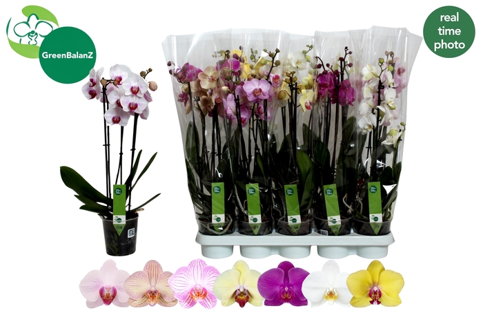<h4>PHAL GEM 7 KL</h4>