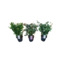 ABEL GRANDIFLORA
