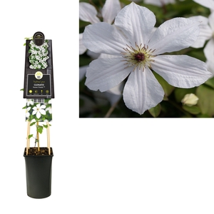 Clematis 'Forever Friends' PBR +3.0 label