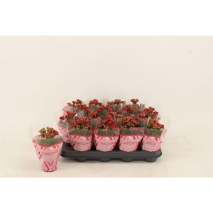 Kalanchoe blos. 'Calandiva Rubio'