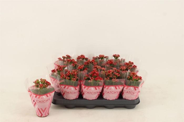<h4>Kalanchoe blos. 'Calandiva Rubio'</h4>
