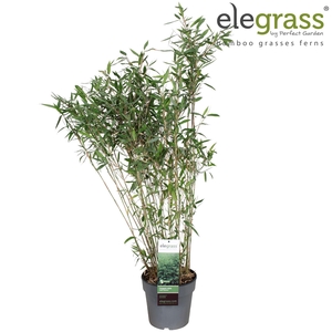 Fargesia nitida