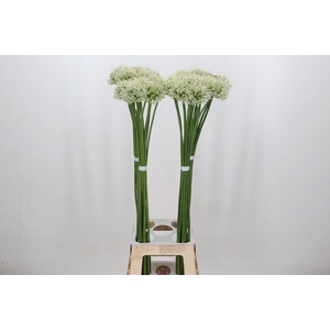 Allium Mount Everest