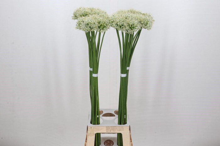 <h4>Allium Mount Everest</h4>