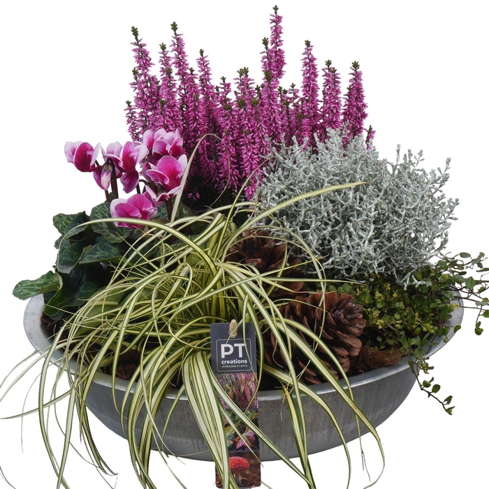 <h4>Arr.   Tuinplanten H%</h4>