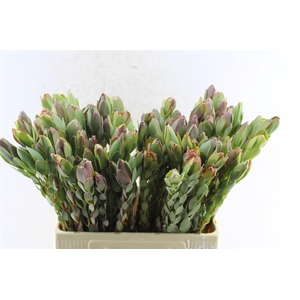 Leucad Discolor