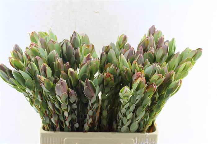 <h4>Leucad Discolor</h4>