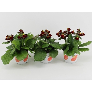 Calceolaria Calynopsis 2-kleurig Red-Yellow