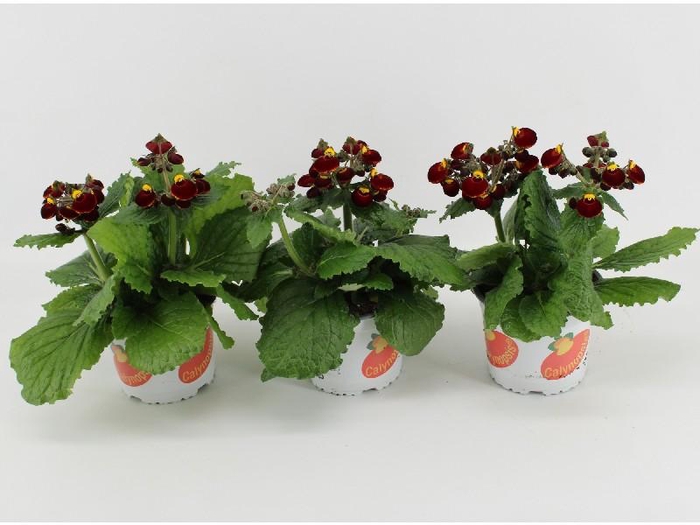 <h4>Calceolaria Calynopsis 2-kleurig Red-Yellow</h4>