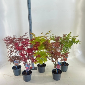 Acer palmatum mix P19 (minimum order one layer)