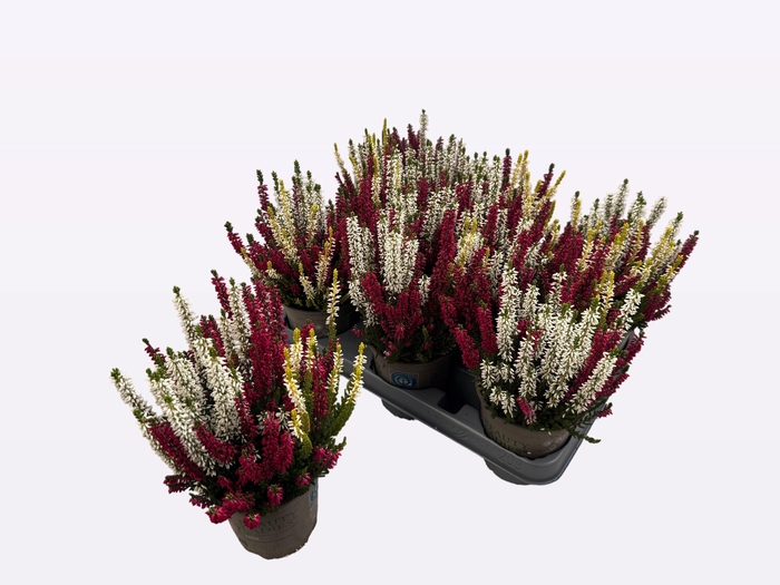 <h4>CALLU BL GEM PT 3KL</h4>