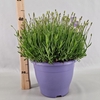 Lavandula angustifolia Essence Pur