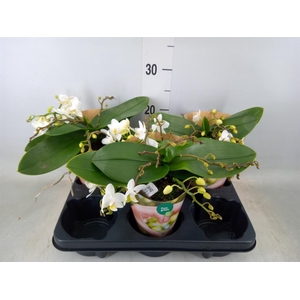 Phalaenopsis   ...white