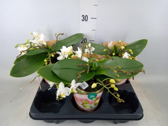 <h4>Phalaenopsis   ...white</h4>