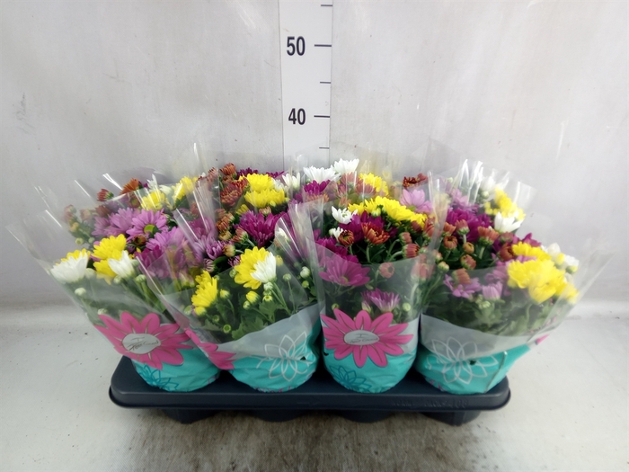 <h4>Chrysanthemum   ..mix/pot</h4>