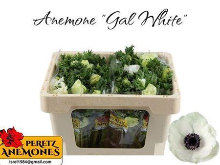 <h4>Anem Marianne Wit</h4>