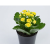 KALANCHOE DOBRADO MINI P09 AMARELO