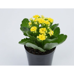KALANCHOE DOBRADO MINI P09 AMARELO