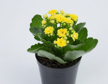 KALANCHOE DOBRADO MINI P09 AMARELO