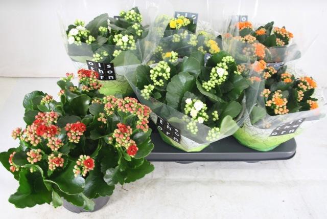 <h4>KAL GE GEM 4 KL</h4>