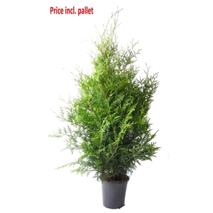 Thuja occ. Brabant, plantmaat 80-100 cm - Rondgestoken - PALLET