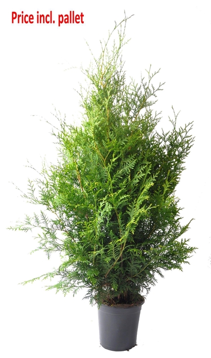 <h4>Thuja occ. Brabant, plantmaat 80-100 cm - Rondgestoken - PALLET</h4>