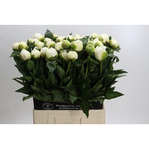 Paeonia Bridal Shower